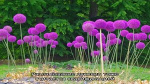 Гигантский лук-чеснок Анзур: описание и характеристика