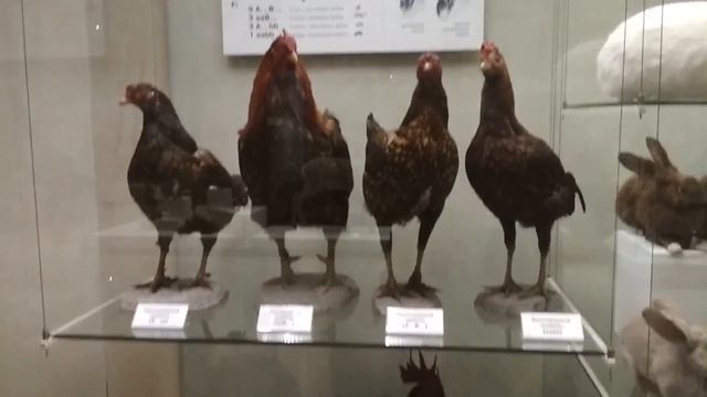 Прогулка по Дарвиновскому музею смотреть онлайн