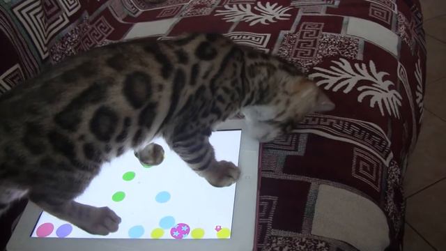 Кошки оставшись одни не скучают:)))