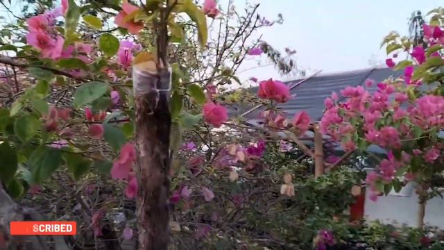 AFTER GRAFTING BOUGAINVILLEA / MGA DAPAT GAWIN PAGKATAPOS MAG GRAFT NG BOUGAINVILLEA смотреть онлайн