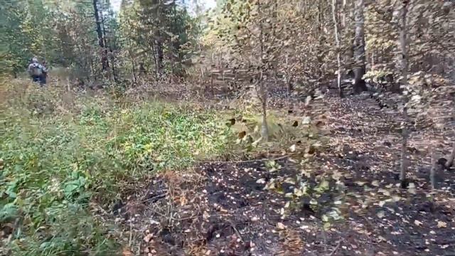 Пожар в районе горы "Волчиха". Видео от волонтёров. смотреть онлайн