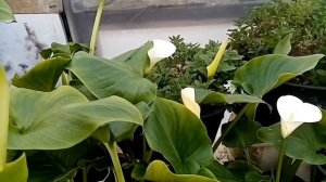 Белая калла «эфиопская» #калла