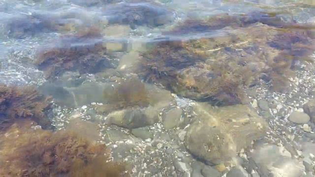 Что живёт у берега мыса Меганом, Судак, Крым смотреть онлайн