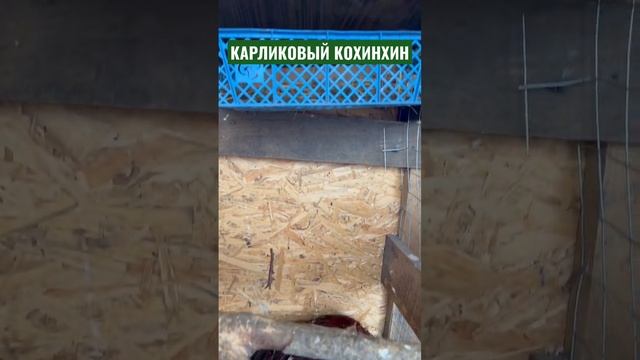 Куры кохинхин карликовый. Черные, черный фарфор и красный фарфор. Куры для души? #курица #курятник смотреть онлайн