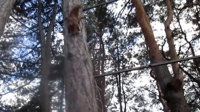 Смішні білки пустують на соснах.