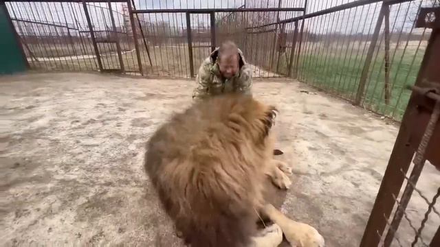 The lions from the distant Pride have grown EXTREMELY HUGE over the winter! смотреть онлайн