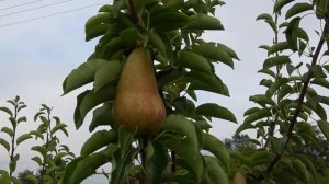 Летняя груша КАРМЕН