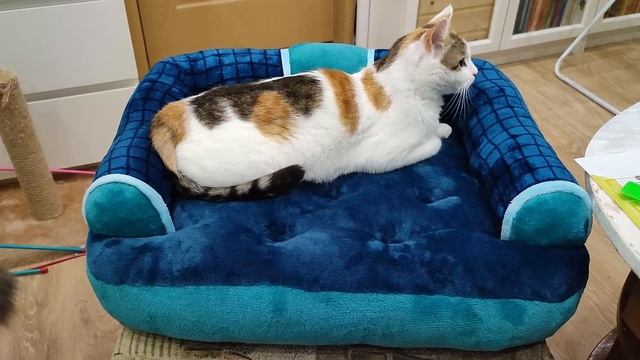 Соня, Мартин и диван цвета морской волны смотреть онлайн