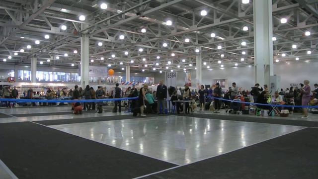 Тибетский террьер Евразия 2013 день 2 (Москва, Россия)