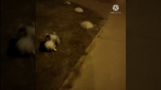 Как воспитать шпица !? Команды!?Послушание!? смотреть онлайн