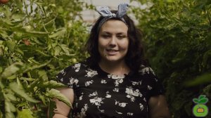 Томат Гелена - достойный отпор томатам из-за границы! #shorts