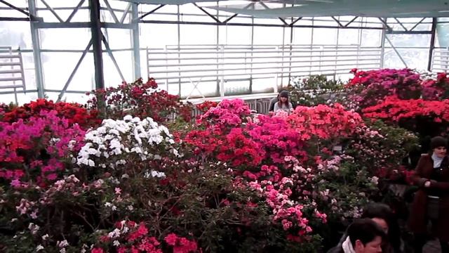 Киев. Ботанический сад. Цветение азалий. Март 2018 смотреть онлайн