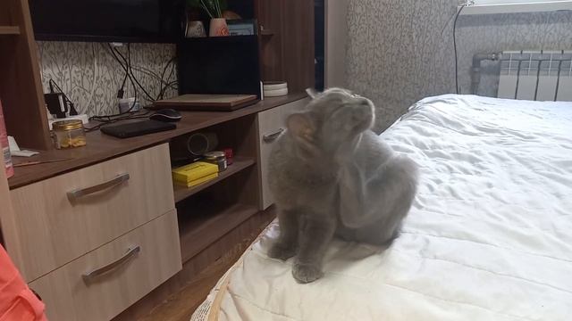 Котёнок охотится на МУХУ!?❤️ смотреть онлайн