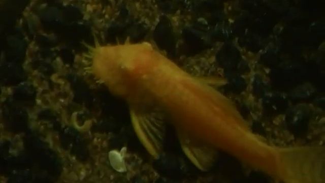 Золотой анциструс Ancistrus dolichopterus смотреть онлайн