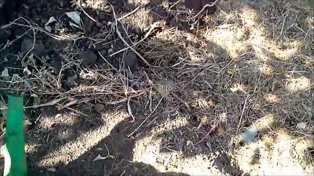 Грядка для чеснока смотреть онлайн