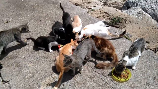 Кошки Родоса. Три мельницы. Кошачья столовая. Dinner time for cats :) смотреть онлайн