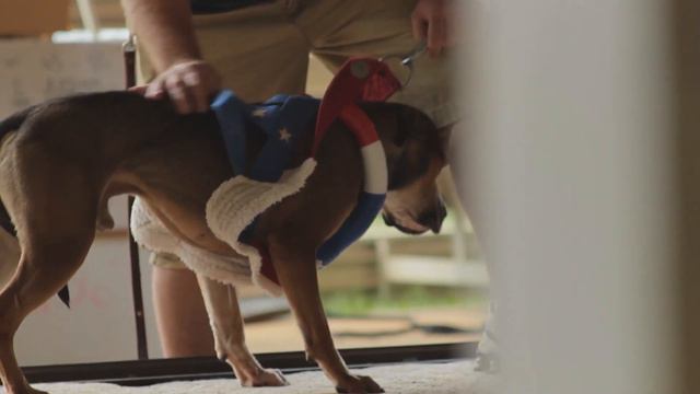 Pit Bull Weight Pull Documentary Teaser #1 смотреть онлайн