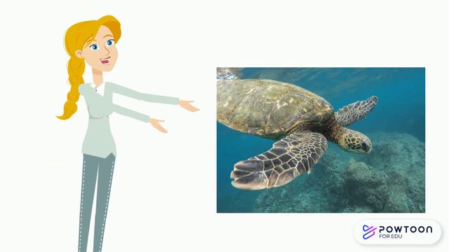 Pet Animals Easy English Vocabulary смотреть онлайн