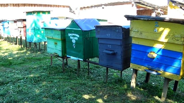 Пчёлы не идут в магазин что делать! Мой вариант как я поступаю с магазинами. смотреть онлайн