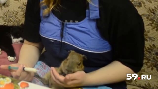 Как кормят детей-капибар