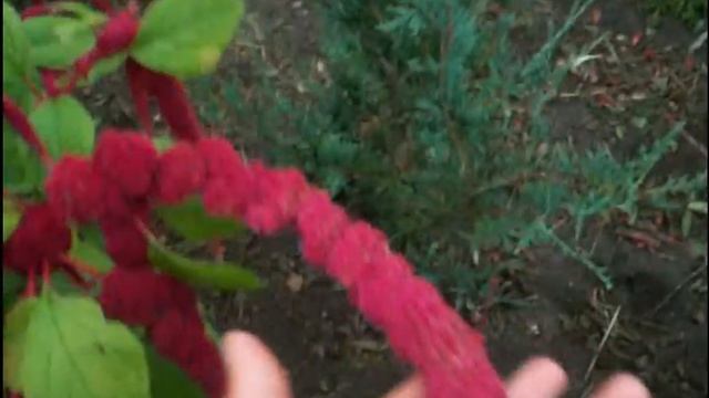 Амарант смотреть онлайн