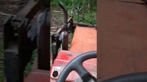 Т-25 в лесу на вывозке дров.