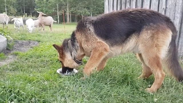 Если у вас есть дом в деревне с гнилыми венцами , то не бойтесь , меняйте , тут нет ничего сложного смотреть онлайн
