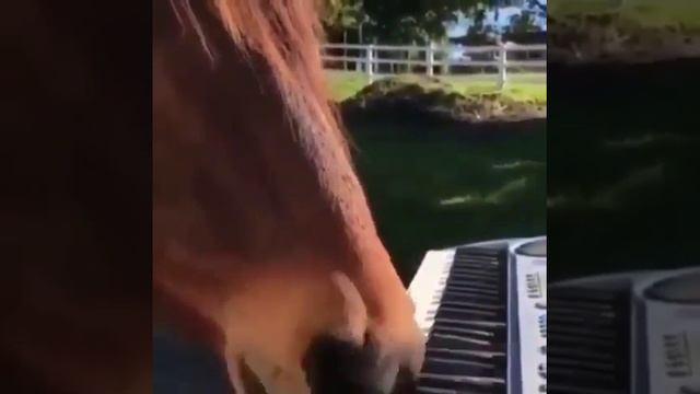 Лошадь играет на пианино. смотреть онлайн