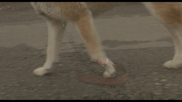 Himawari to koinu no nanokakan - тизер смотреть онлайн