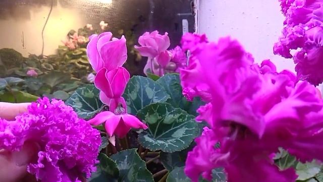 крупный бахромчатый цикламен смотреть онлайн