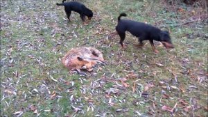 Охота на лису норная, с Ягдтерьером! Hunting foxes, with Jagdterrier