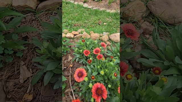 Plant Spotlight: Blanket Flower смотреть онлайн
