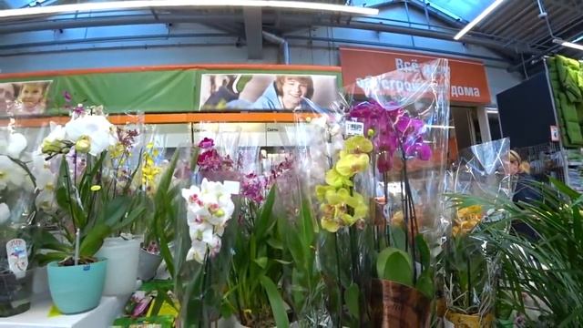 91#55 / Хобби-Цветы / 18.08.2018 - ОБИ (ХИМКИ). ОБЗОР ОРХИДЕЙ И РАСТЕНИЙ. МАРИНА КУПИЛА ПЕРВУЮ ВАНД смотреть онлайн