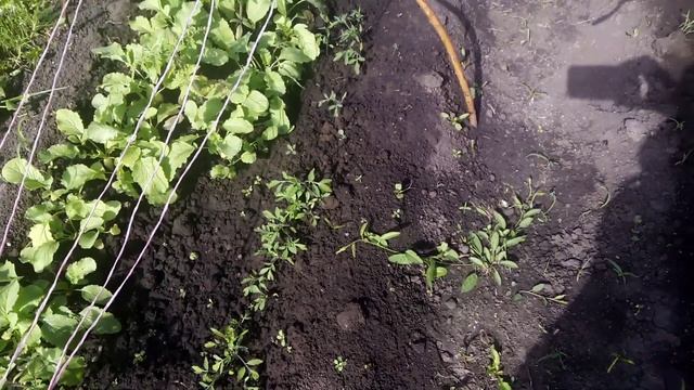 Какая  Выросла  РАССАДА КАПУСТЫ .  23.05.2019г.