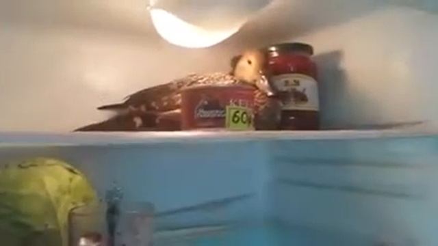 Вот так Нада хранить утку смотреть онлайн