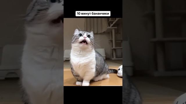 Бананы #meme #cat #catvideo #котики