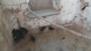 Цыплята породы АВСТРОЛОРП ОБЗОР цыплят