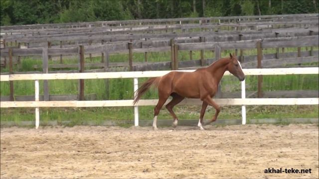 Akhal teke stallion MAMDUKH TARKI` 2013 смотреть онлайн