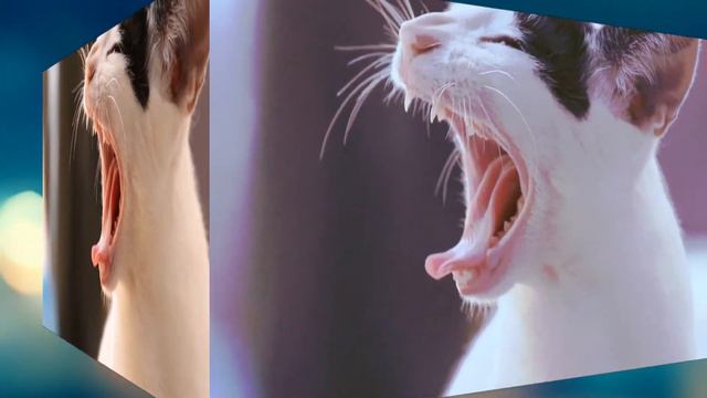 Котики, Переходы, Эффекты | Пример Монтажа смотреть онлайн