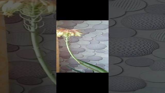 VID_20220501_083338.3gp