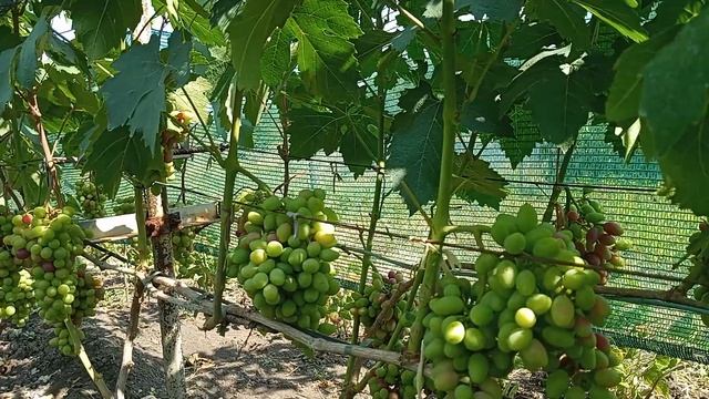 Корнесобственный куст винограда Памяти Учителя. Талдун. Николь. к ш. Гелиодор. смотреть онлайн