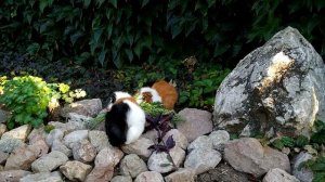 ВЫБИРАЕМ КЛЕТКУ МОРСКИМ СВИНКАМ / КЛЕТКА ДЛЯ МОРСКИХ СВИНОК