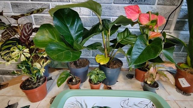 #новые растения в доме # советы по уходу #причины стресса#профилактика заболеваний смотреть онлайн