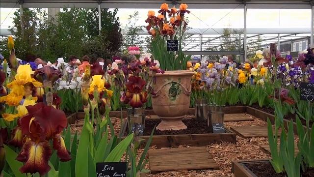 ирис презентация коллекций ирисов на Chelsea Flower Show смотреть онлайн