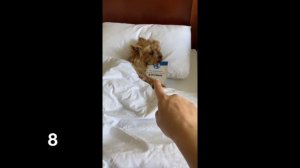 ТОП 15 ПРАНКОВ НАД СОБАКОЙ ИЗ ТИК ТОК | Злой Пёс