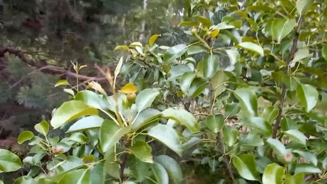 Июнь 2022. серия №4. Уход за огородом в природном земледелии. смотреть онлайн