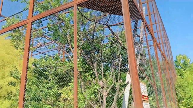 А Грифы спрятались от палящего солнца. Парк Львов "Тайган".#отдых смотреть онлайн