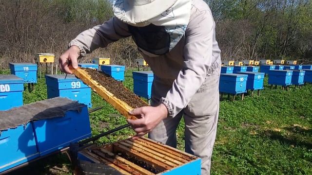 Осмотр пчёлосемьи Карника Австрийка линия R1 на 03.05.19 смотреть онлайн