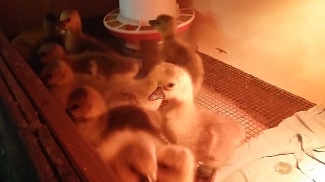 Начался вывод и новые питомцы смотреть онлайн