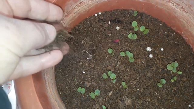 كيف تعتني بالبذور بعد أن تنبت؟ معلومات مهمة смотреть онлайн